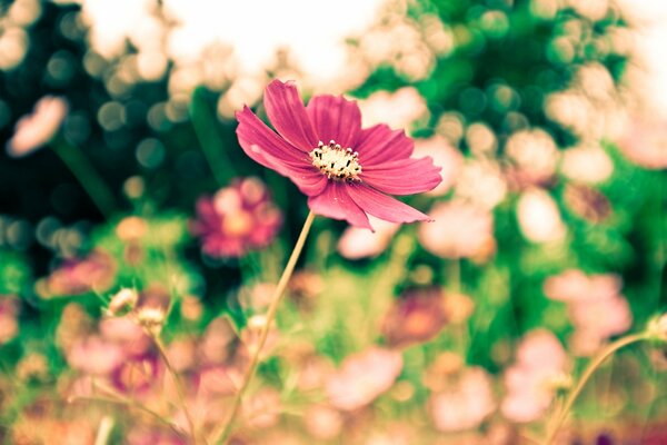 Fiore su sfondo sfocato di altri fiori