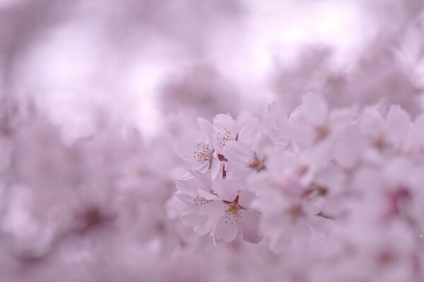 Różowa Sakura na wygaszacz ekranu telefonu
