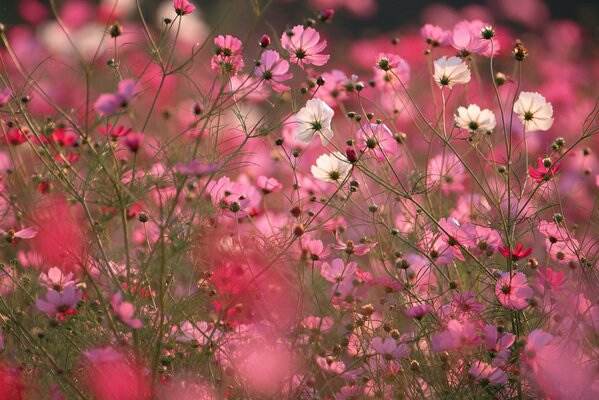 Macro photo of pink cosmea