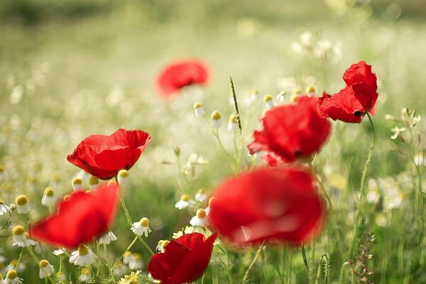 Sommerblumen- Mohn und Gänseblümchen