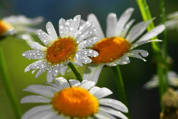 Belles marguerites à Ross