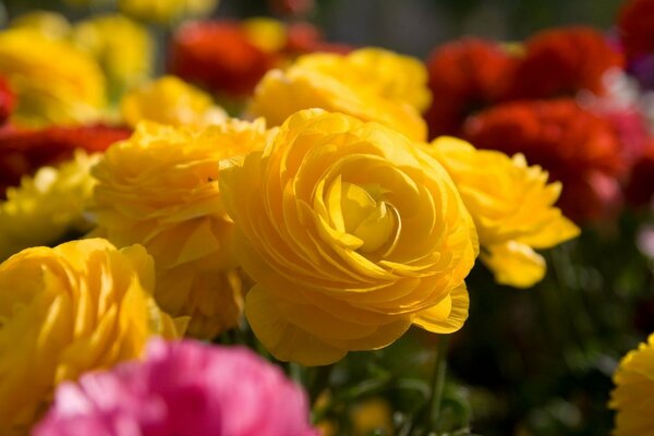 Floraison des roses jaunes