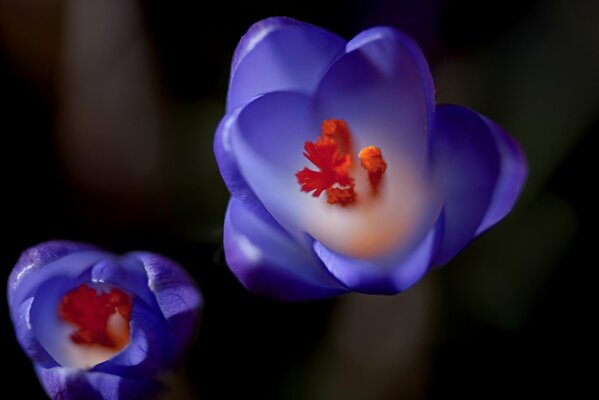 Foto von blauen Krokussen mit unscharfen Hintergründen