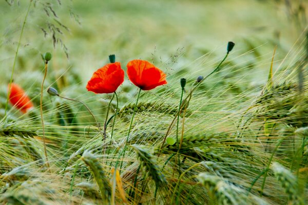 Mohnfeld, rote Mohnblumen auf dem Feld, rote Mohnknospen