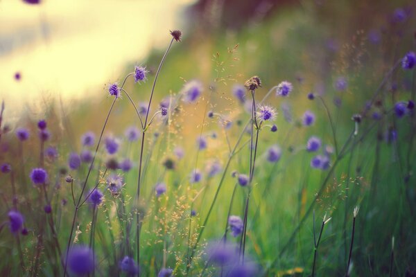 Liliowe polne kwiaty w trawie