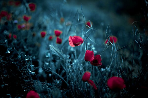 Hermosas amapolas en el fondo de pantalla del Teléfono