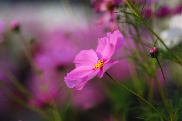 A cosmea flower on a blurred background of nature