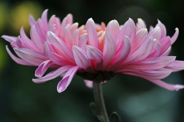 Blooming pink chrysanthemum flower in summer