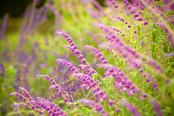 Espiguillas Lilas de salvia en flor en el verde de las hierbas