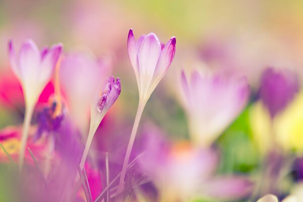 Immagine macro di croco in primavera