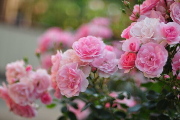 Riprese macro di fiori rosa