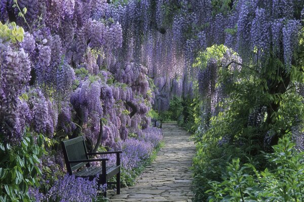 Sentier en paires avec des fleurs