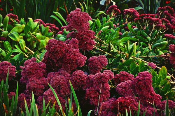 Rote Blumen im Garten