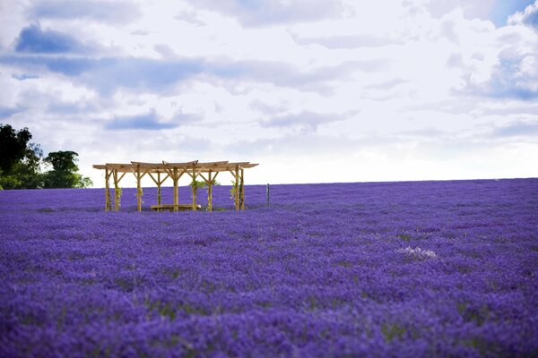 Cenador en un enorme campo de lavanda