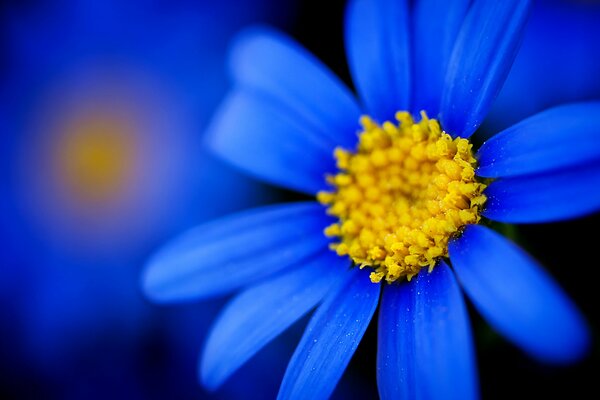 Flor azul macro Margarita sobre fondo borroso