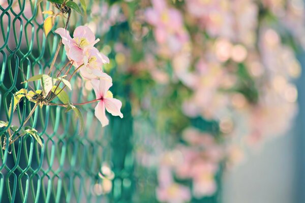 There are pink flowers on the grid