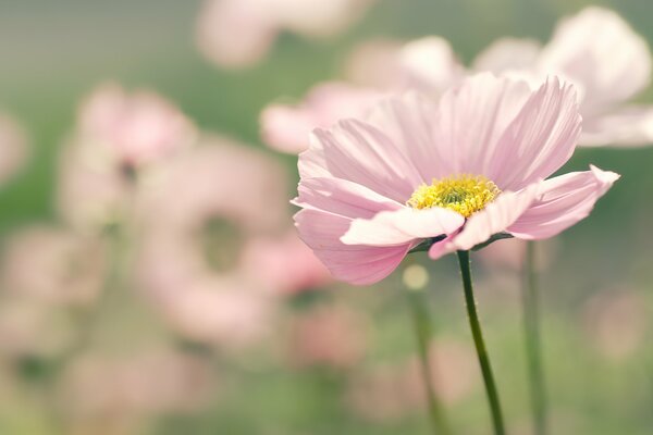 Fiore rosa nel prato estivo