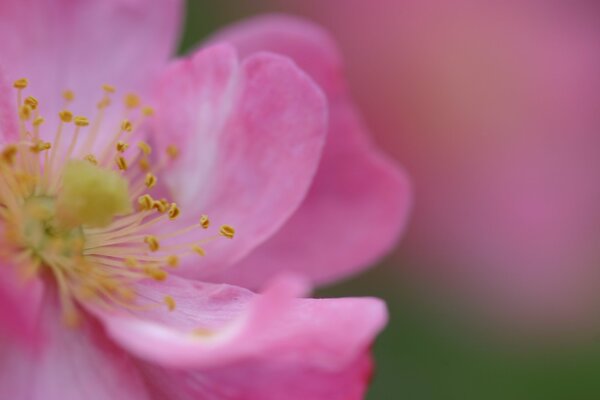 Pink flower with a yellow center in the foreground