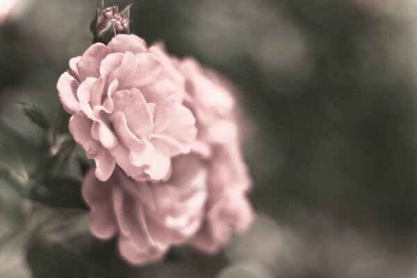 Macro image of a pink rose with a blur effect