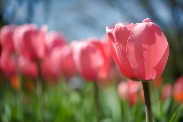 Delicate pink tulip bud