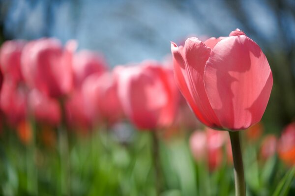 Delikatny różowy pączek tulipana
