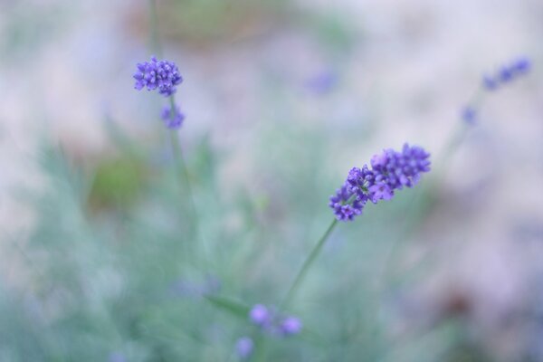 Fiori selvatici lavanda lilla