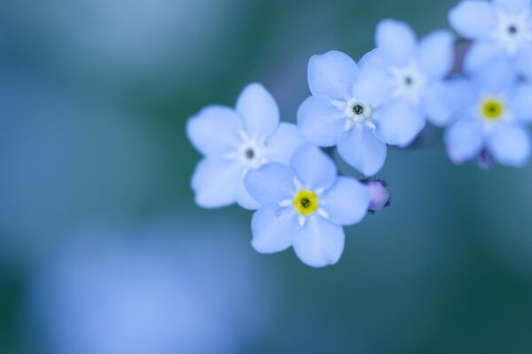 Delicate blue forget-me-nots on a blue background