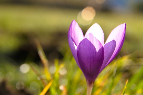 Spring crocus in the green grass