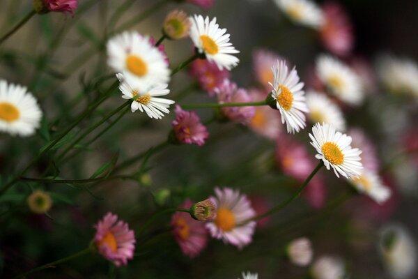 Beautiful daisies in pink and white shades