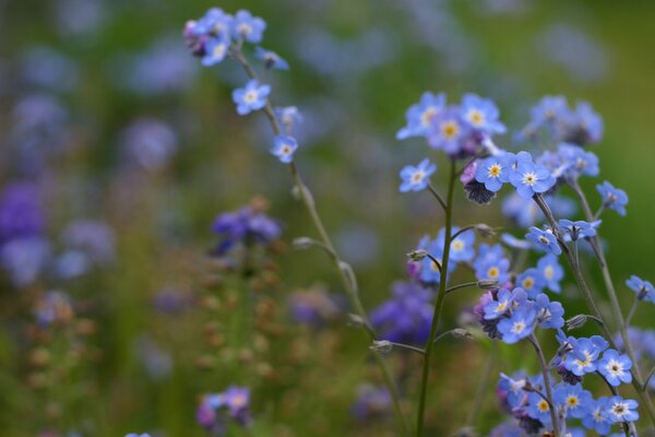 Verschwommenes Foto mit Vergissmeinnichtblumen