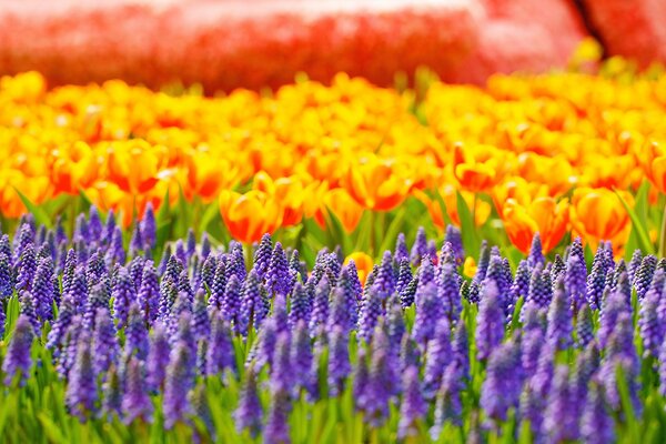 Campi di fiori sotto il sole