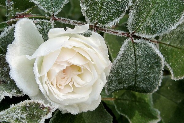 Foto rosa blanca de invierno