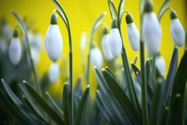 Sobre un fondo amarillo, campanillas de invierno de primavera