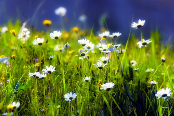 Bella radura con erba verde