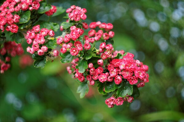 Red small flowers on the bush