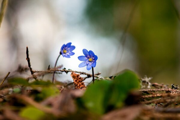 Beautiful violets in the spring forest