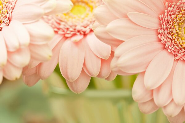 Pink flowers macro photo