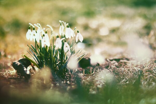 La floración de las campanillas de nieve en los rayos del sol de primavera