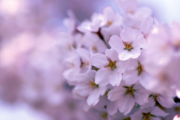 Fiori primaverili in foschia lilla