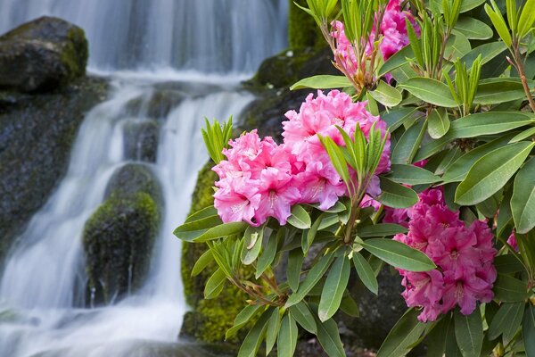 Schöne Oleander am alten Wasserfall