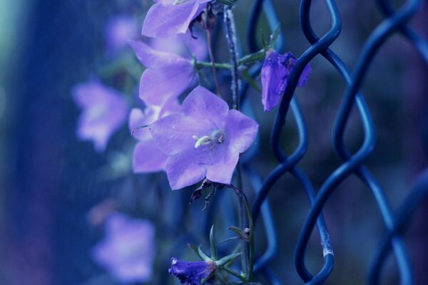 Foto della campana viola sulla rete di recinzione