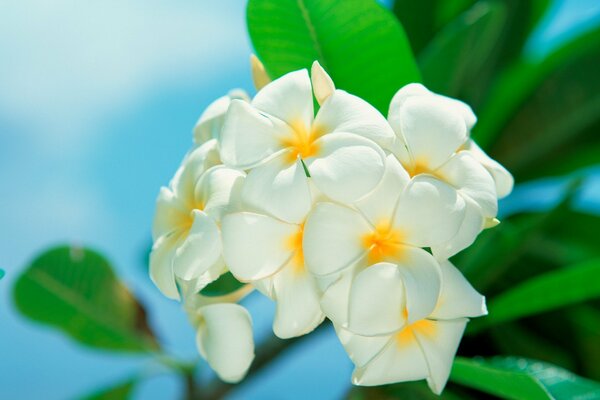 Bourgeon de fleurs blanches sur fond de ciel