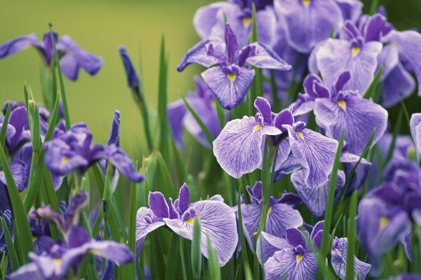 Fiori lilla nel campo