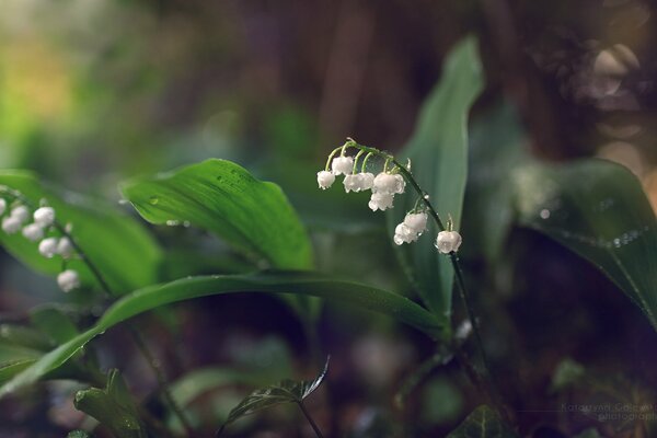 Muguet fleurs les plus récentes