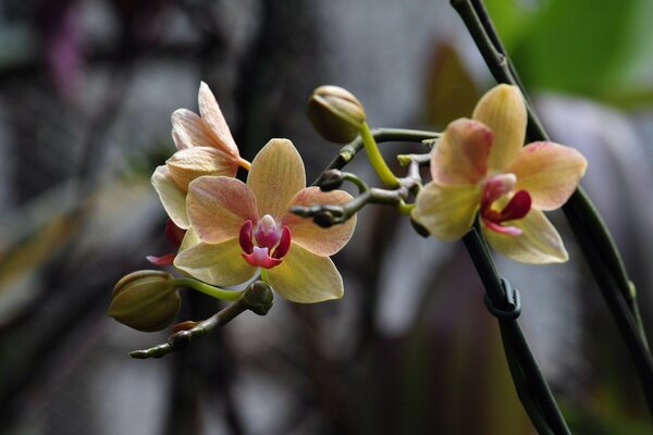 Orchidee ist gelb-rot gefärbt