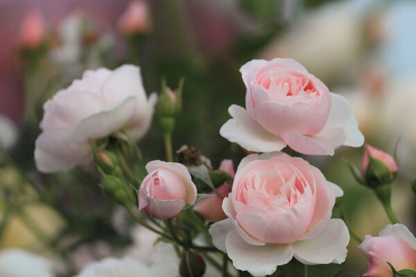 Pięknie delikatne różowe róże