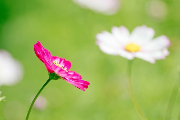 Cosmea flowers on a green background