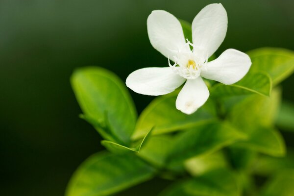 Eine zarte Fünf-Blatt-Blume auf einem glänzenden grünen Zweig