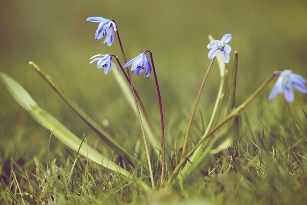 Premier perce-neige sur l herbe verte