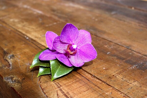 Orchidée rose sur la table